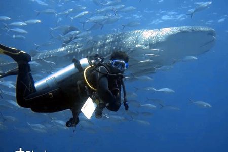 Scuba Diving Trips to Dimaniyat Islands 
