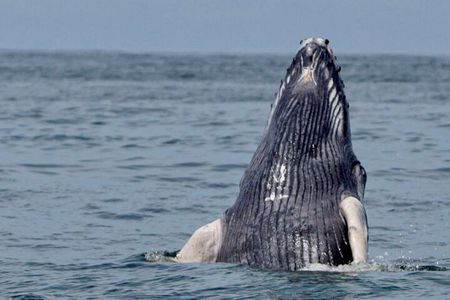 Whale Watching at the Marino Ballena National Park 