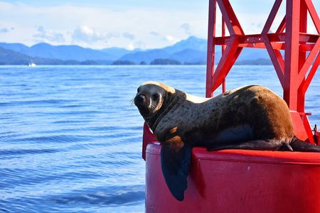 Island Discovery Kayak Paddle in Sitka, Alaska