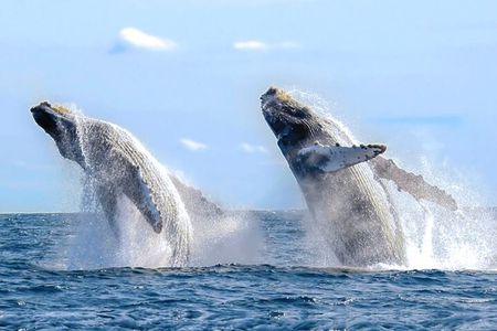 Whale Watching & Snorkeling Private Yacht Tour Cabo with Food & Drinks