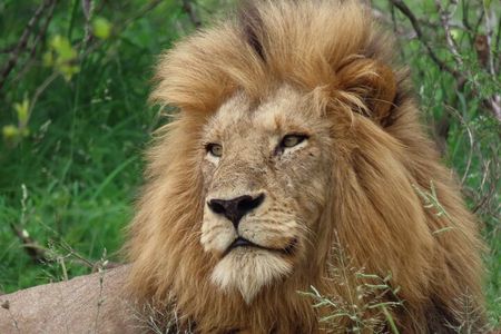 Full-Day Guided Tour in the Kruger National Park