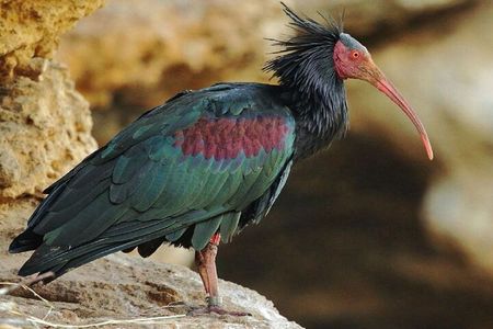 Wild National Park & Sahara Desert including Couscous & Tajine