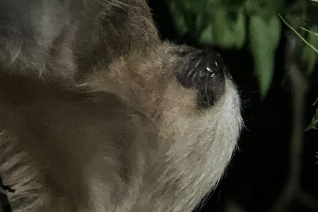 Night Walking Tour in Monteverde Wildlife Refuge