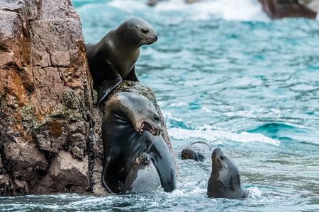 Full day tour in Ballestas Islands Ica Huacachina from Paracas