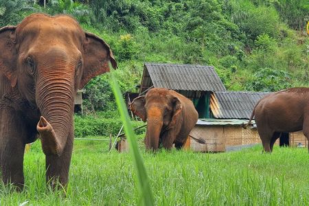 Full Day Experience at Ran-Tong Save & Rescue Elephant Centre