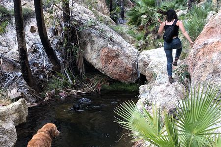 Hiking to Desert Palm Oases of San Carlos with a Biologist
