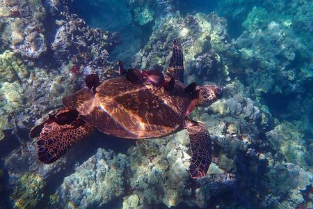 Turtle Town Clear Kayak & Snorkel Tour (8am-11am)