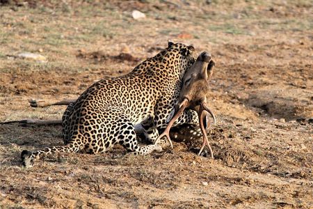 Full Day Safari Tour in Yala National Park