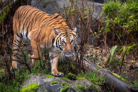 Private Taj Mahal & Ranthambore Wildlife Safari Tour from Delhi