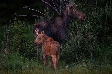 Private Wildlife Driving Tour in Rocky Mountain National Park
