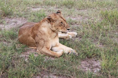 2-Days Mikumi National Park Budget Safari