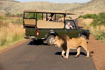 Full Day Pilanesberg Experience in Open Vehicle