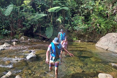 Yunque Rainforest Tour in Puerto Rico