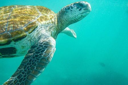 Snorkeling with Giant Turtles & 4 Beaches in the North