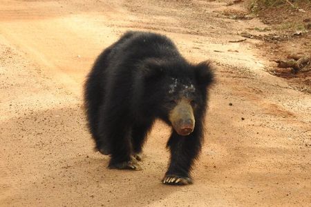 Explore Beauty Of Yala (Ruhuna) National Park From South Coast in One Day.