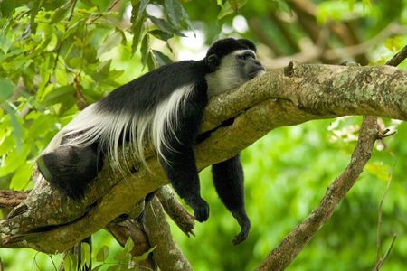 Walking Safari, Canoe & Game Drive – Arusha National Park