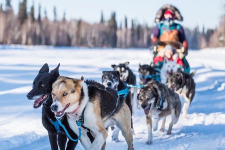 Chena River Mush Dream Vacation in Fairbanks