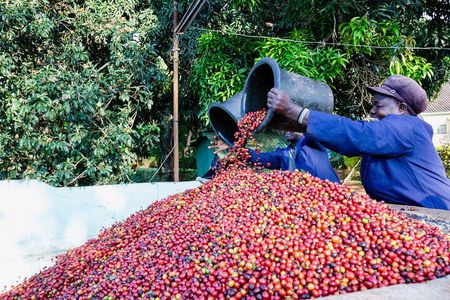 Coffee Farm Village & Factory Half Day Tour with Pick-Up 