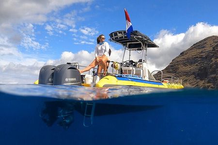 Wild Dolphin Watching and Snorkel Safari