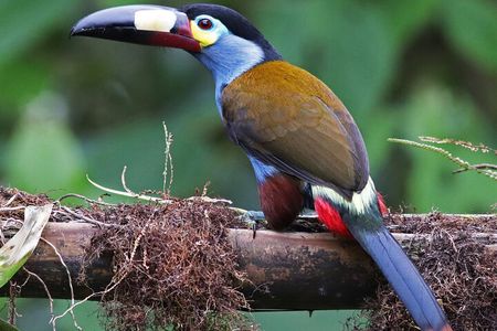 Enjoy The Beauty Of The Birds Of The Northwest