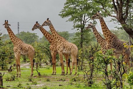 4 Day Garden Route tour from Cape Town + Addo National Park