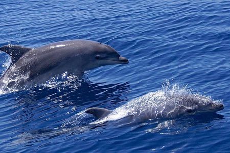 Muscat: 2hrs Dolphin Watching and Historic Coastline Boat Tour