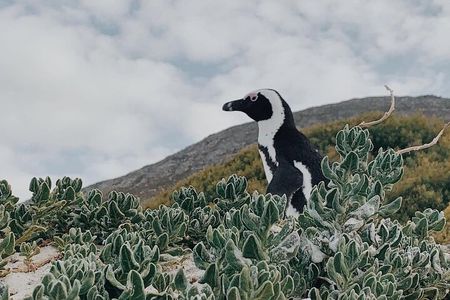  Penguins Private Tour- Cape of Good Hope & Cape Point Tour from Cape Town