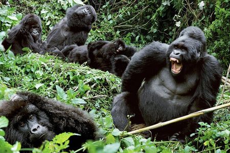 3-Day Climax Guided Gorilla Trekking Mist and Batwa Safari