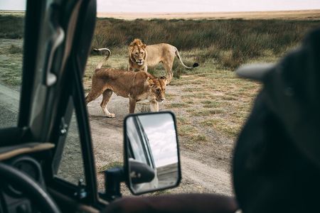 4 Days Lodge Safari in Lake Manyara, Serengeti & Ngorongoro Crater
