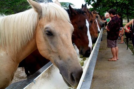 Kualoa Ranch - Horseback Walking Tour