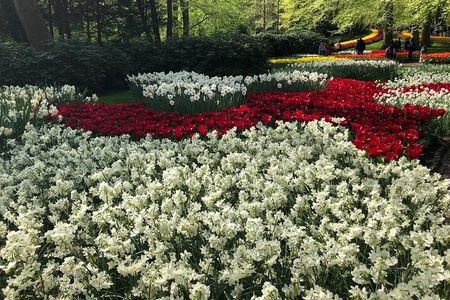 Keukenhof, Tulip Farm, Flower Fields & Zaanse Schans Windmills