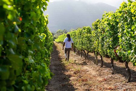 Splendour in the Winelands - Private Tour