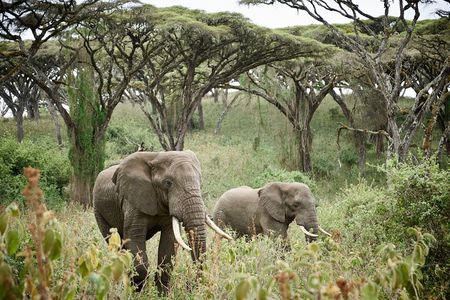 2 Days Safari Tour in Tarangire and Ngorongoro Crater