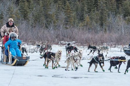 Dog Sledding - Subarctic Wilderness Tour