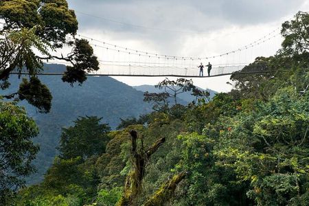 1 Day Canopy Walk Adventure in Nyungwe Forest National Park