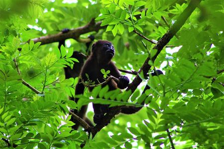 Palo Verde National Park - one day tour in safari wildlife- tour cultural