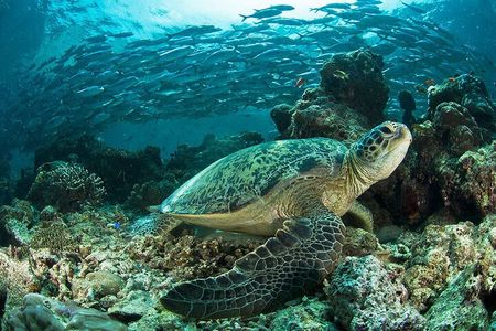Snorkeling at Caño Island 