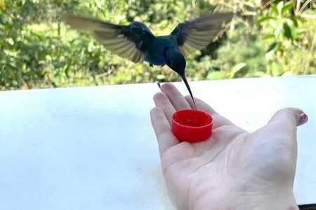 Mindo Cloud Forest Day Trip from Quito – Birdwatching & Adventure