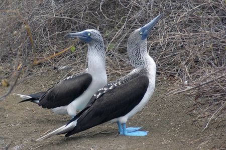 Full Day Tour Isla Salango Snorkel Seabirds from Guayaquil