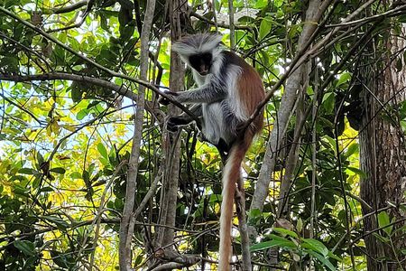 Zanzibar tours