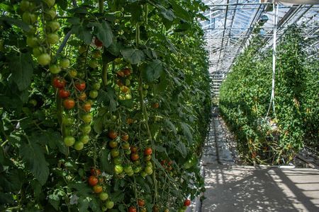 Private Tour Of The Golden Circle With Farm Visits In Iceland