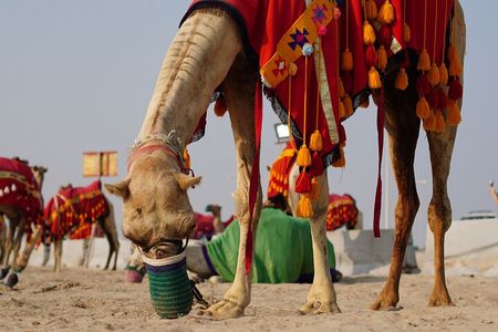 Doha: Overnight Camp Desert Safari Tour with Dinner and Breakfast