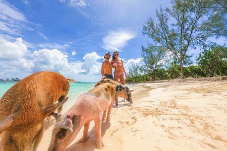 Nassau: Bahamas Swimming Pigs & Pearl Island Beach with Lunch