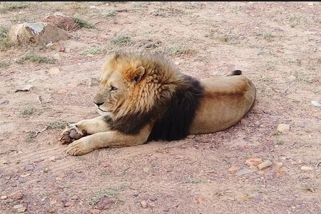 Cape Town - Aquila Safari tour