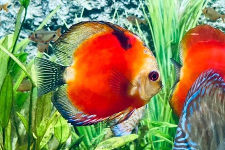 Angkor Wildlife & Aquarium Halfday tour