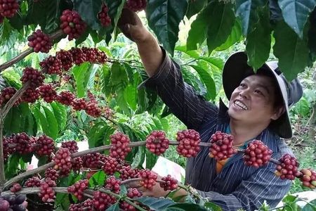Coffee & Culture Experience _From Farm to Cup by Elon Farm