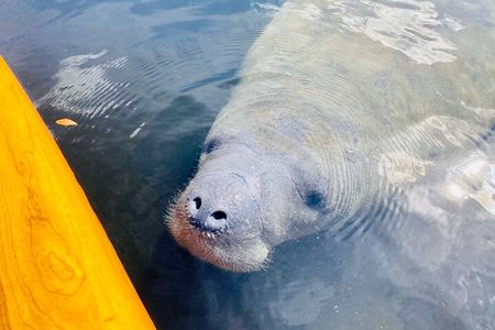 Dolphin and Manatee Adventure Tour of Sarasota with Olde Florida History!