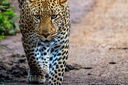  Nairobi National park sun rise game drive with pickup & drop-off