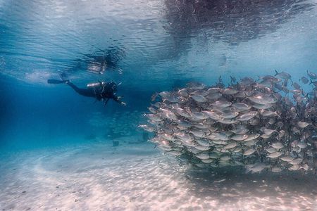 (2 Dives) Discover Scuba Diving Kota Kinabalu