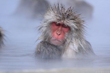 Nagano Snow Monkey 1 Day Tour with Beef Sukiyaki Lunch from Tokyo